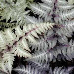 Athyrium Niponicum Pictum Japanese Painted Fern