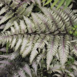 Athyrium Niponicum Metallicum Fern