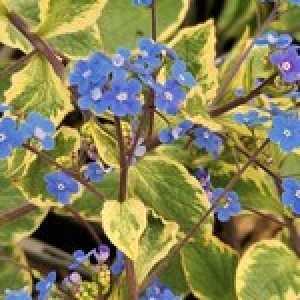 Brunnera Macrocephala Hadspan Cream