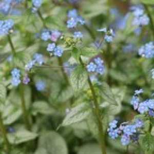 Brunnera Macrocephala Looking Glass