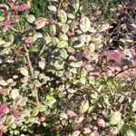 Lophomyrtus Ralphii Multicolour 3 Ltr