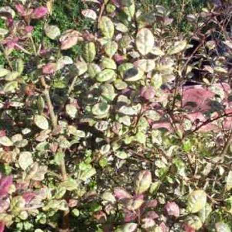 Lophomyrtus Ralphii Multicolour