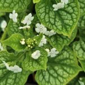 Brunnera Macrocephala Mr Morse