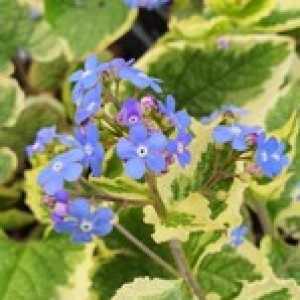 Brunnera Macrocephala Variegata