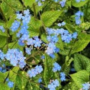 Brunnera Macrophylla Alexanders Great