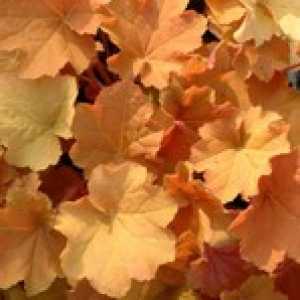 Heuchera Caramel (Coral Bells)