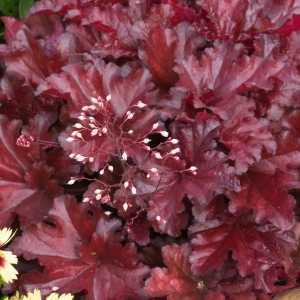 Heuchera Forever Red