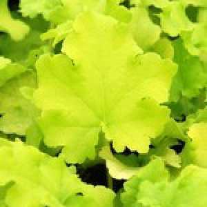 Heuchera Lime Marmalade