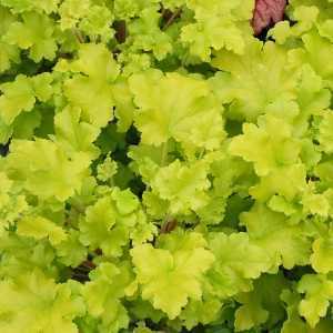 Heuchera Lime Marmalade