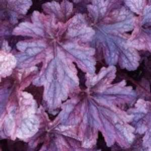 Heuchera Plum Pudding