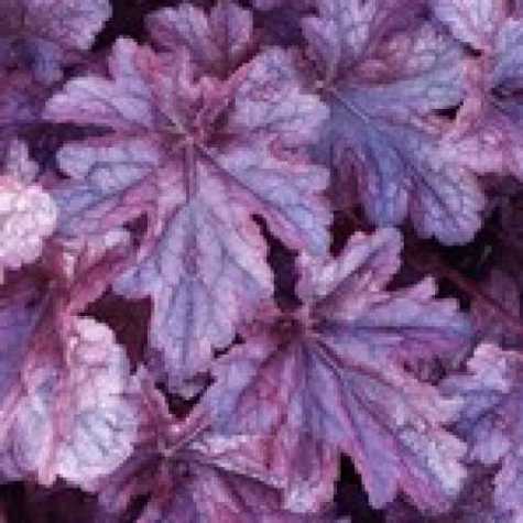 Heuchera Plum Pudding