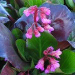 Bergenia Bressinghams Ruby