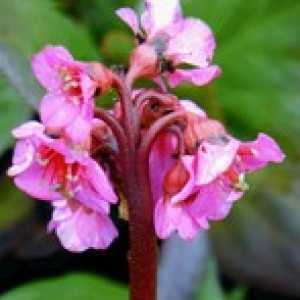 Bergenia Purpurascens
