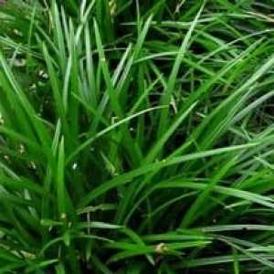 Carex Morrowii Irish Green (Japanese Sedge)