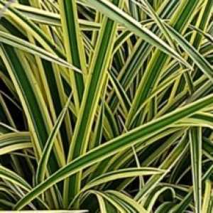 Carex Morrowii Vanilla Ice (Sedge)