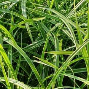 Carex Morrowii (Japanese Sedge)