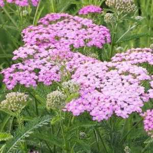 Achillea Millefolium Lilac Beauty (Yarrow)