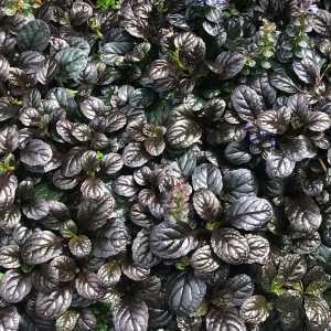 Ajuga Black Scallop (Bugle)