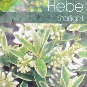 Hebe Starlight