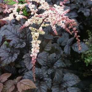 Astilbe Thunbergii Chocolate Shogun