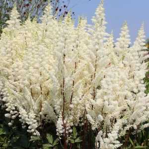 Astilbe Arendsii Happy Spirit