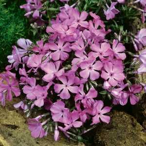 Phlox McDaniel's Cushion