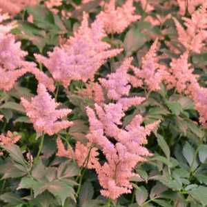 Astilbe Japonica Peach Blossom