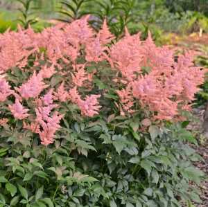 Astilbe Japonica Peach Blossom