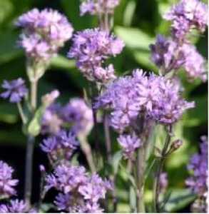 Lychnis Alpina