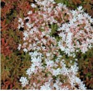 Sedum Album Coral Carpet
