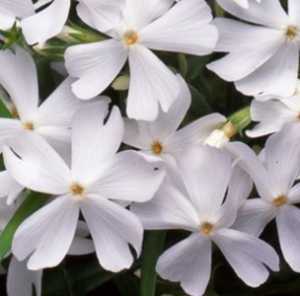 Phlox White Delight