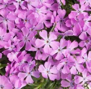 Phlox Fabulous Rose