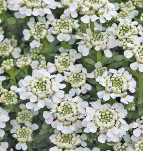 Iberis Sempervirens Snowflake