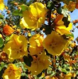 Fremontedendron Californian Glory Flannel Bush 10ltr  1.2M