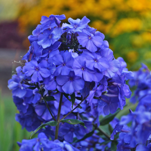 Phlox Paniculata Blue Paradise