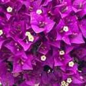 Bougainvillea Mini Standard