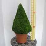 Buxus Sempervirens Pyramid (Pyramid Box) 70-80cm Plant Height 12 Litre Pot