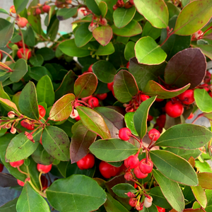 Gaultheria Big Berry