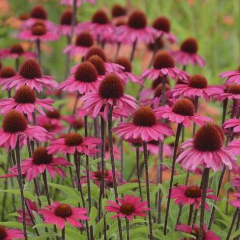 Echinacea 'Sensation Pink'