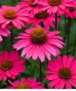 Echinacea 