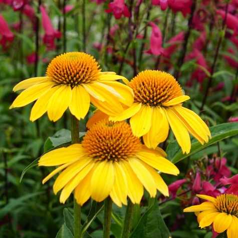 Echinacea 'Sombrero Lemon Yellow'