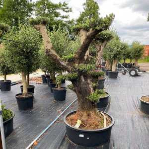 Olea Europaea Bonsai - Aged Olive Bonsai Tree 180ltr