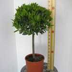 Laurus Nobilis Bay Tree 1/4 Standard (Topiary Plant)18 Litre Pot