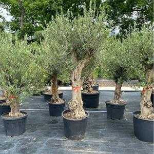 Olea Europaea - Aged Olive Tree