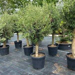 Olea Europaea -  Olive Tree 150cm