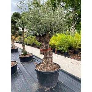 Olea Europaea - Aged Olive Tree 180cm