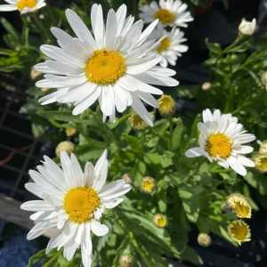 Leucanthemum Madonna