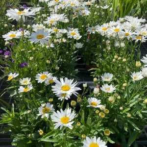 Leucanthemum Madonna