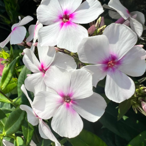 Phlox Paniculata Famous White Eye