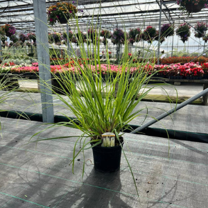 Cortaderia selloana 'Evita'